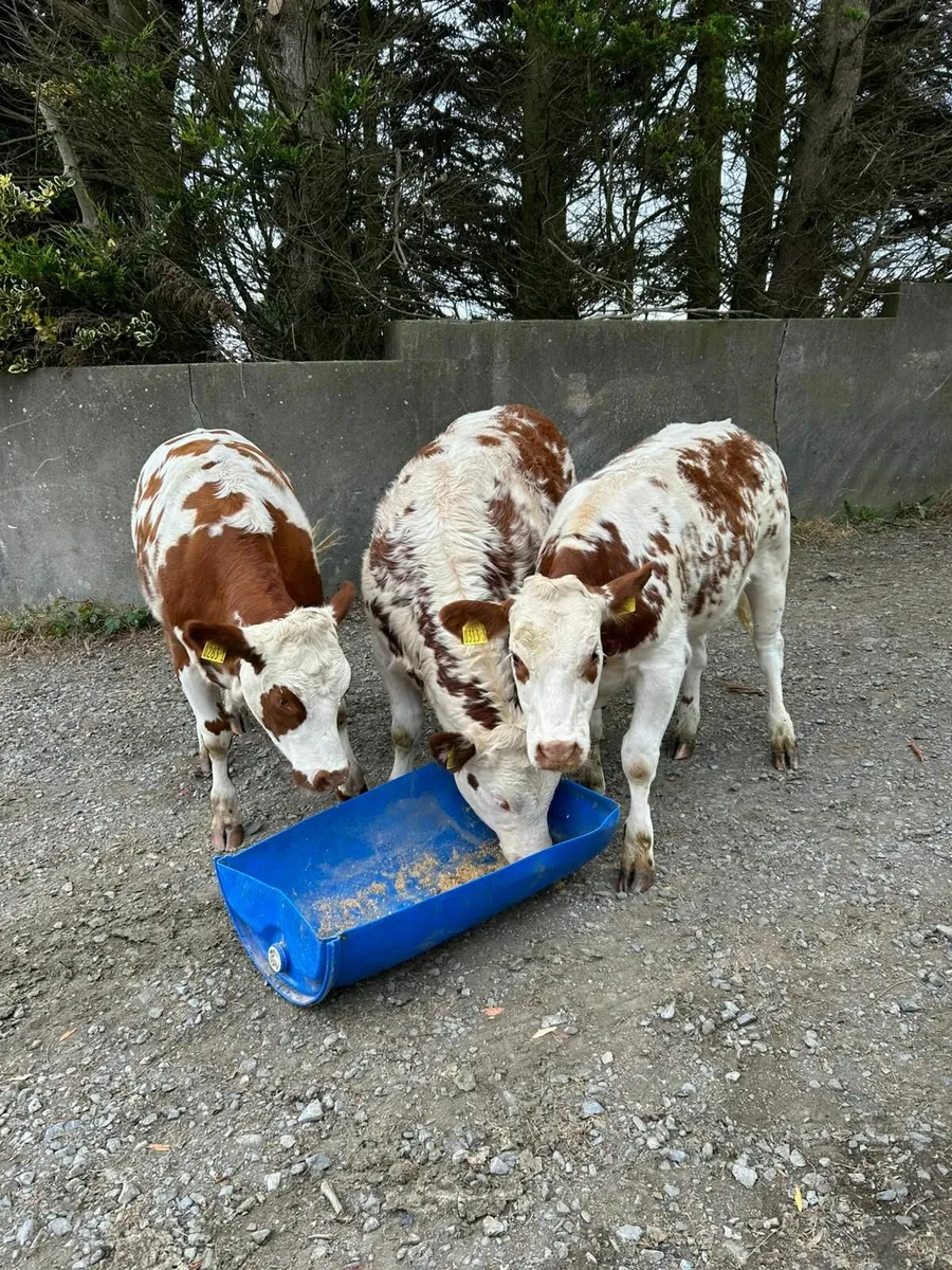 weanling heifers/ cow makers - Image 2