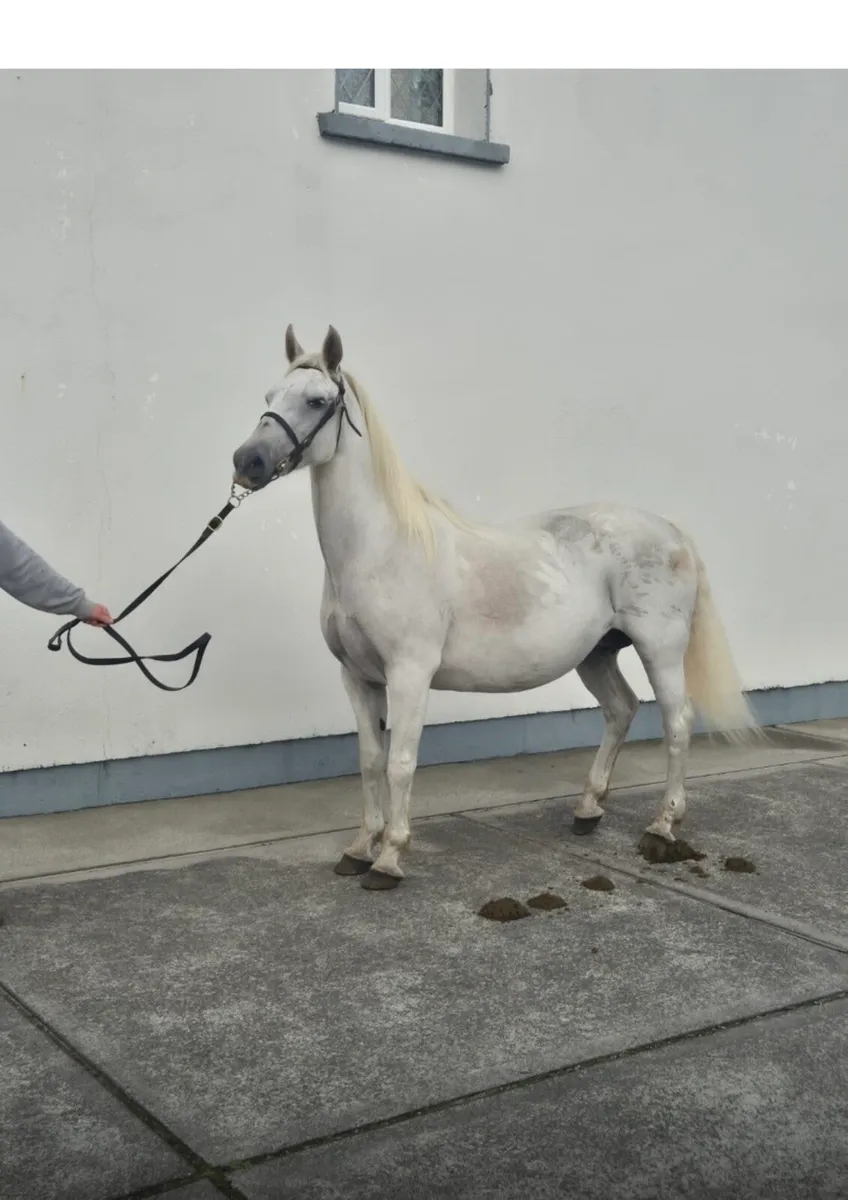 Mare and foal - Image 1