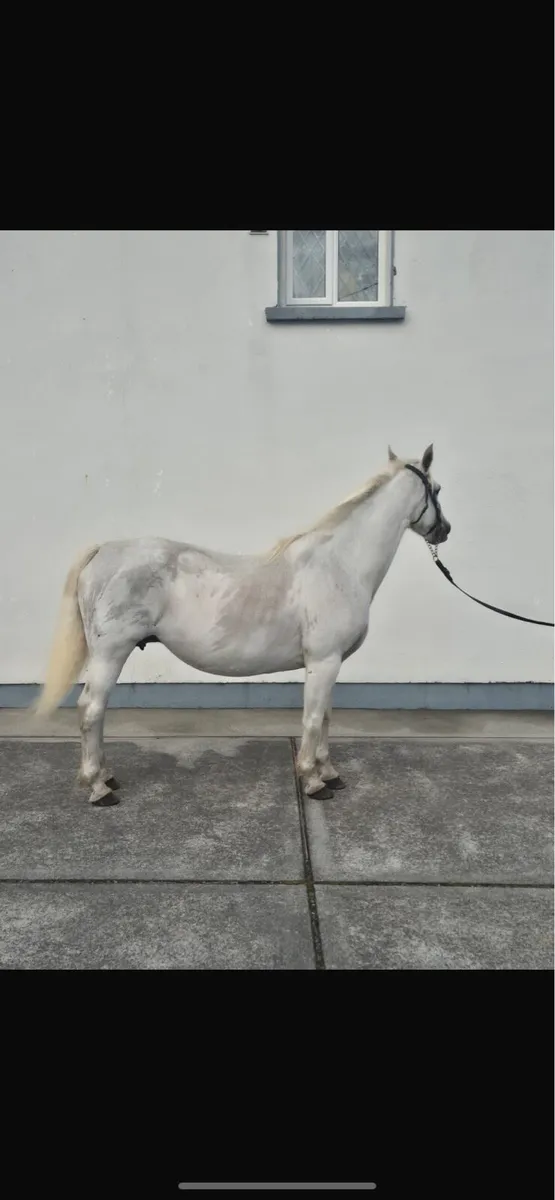 Mare and foal - Image 3