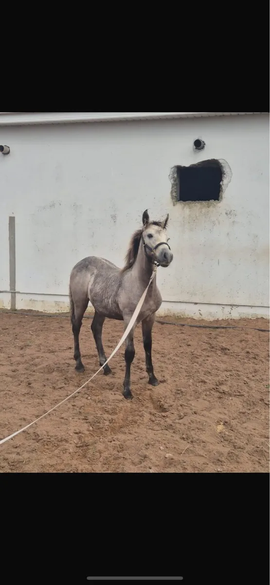 Mare and foal - Image 4