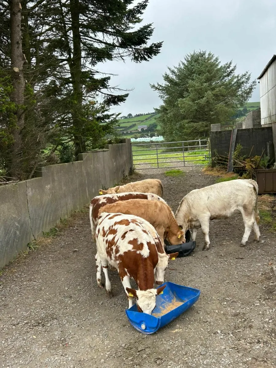 weanling heifers/ cow makers - Image 4