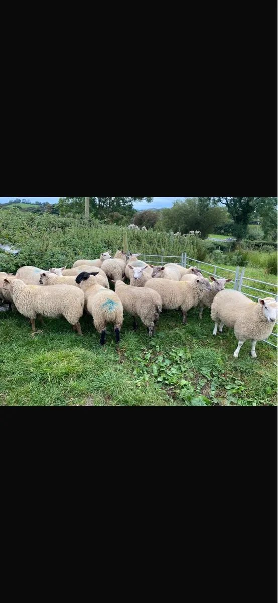 Ewe Lambs - Image 2