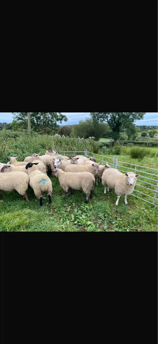 Ewe Lambs - Image 3
