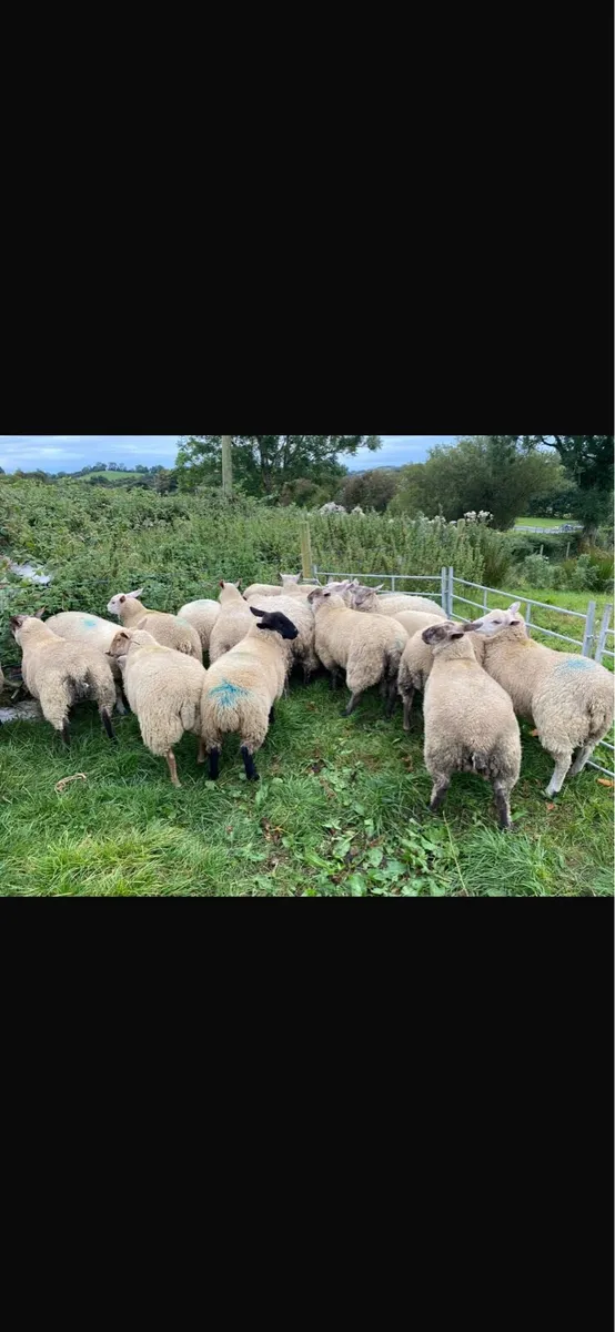 Ewe Lambs - Image 4