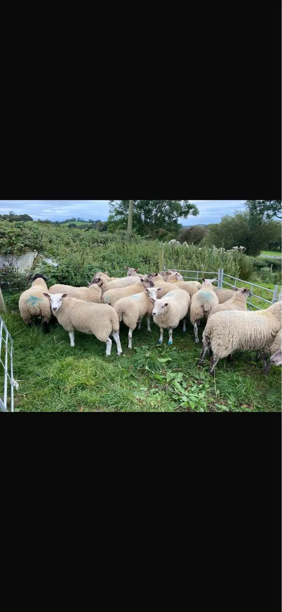 Ewe Lambs - Image 1