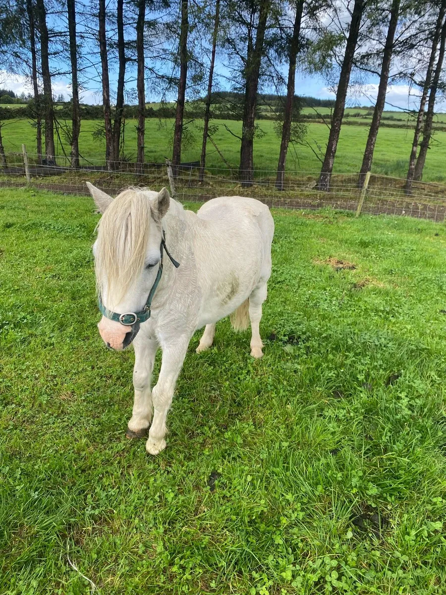 Pony - Image 1