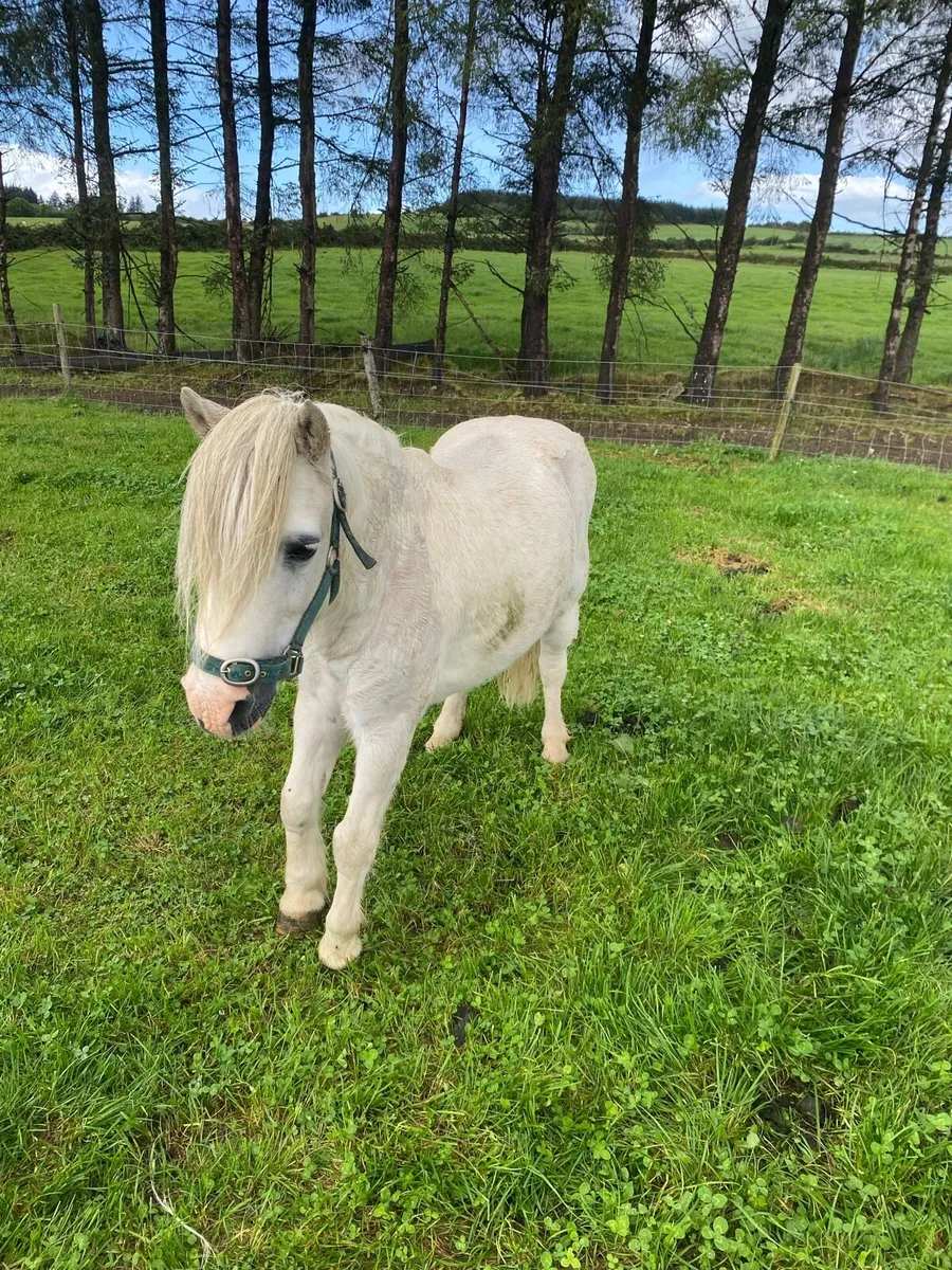 Pony - Image 2