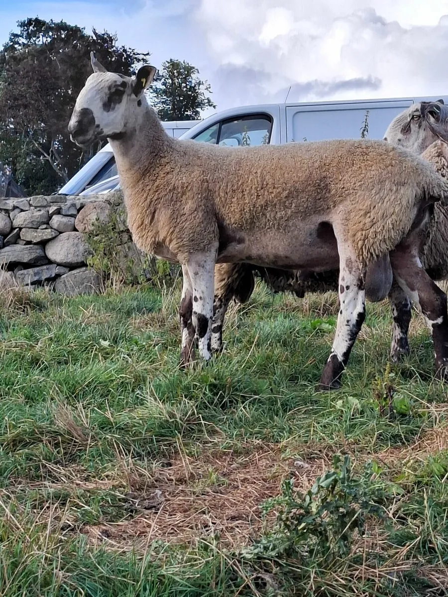 SHEEP - Image 2