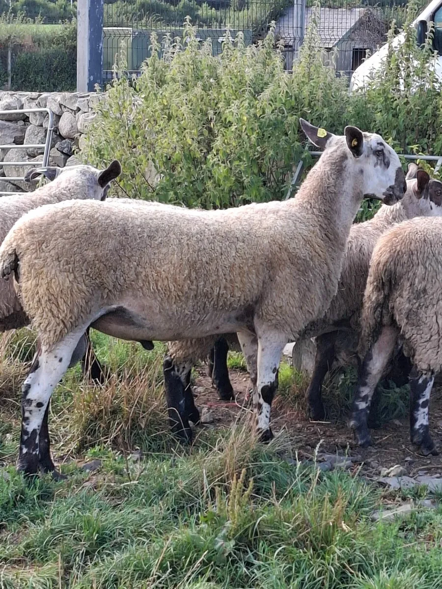 SHEEP - Image 3
