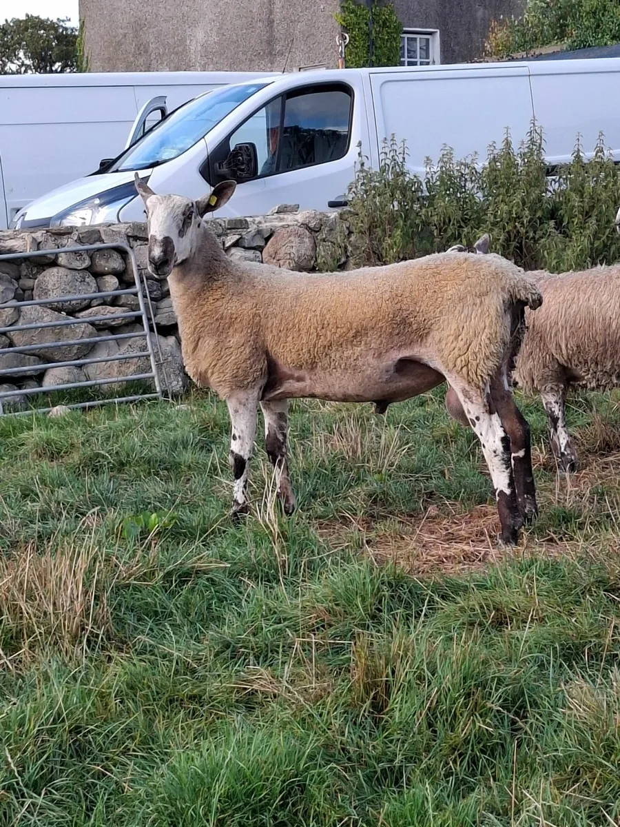 SHEEP - Image 1