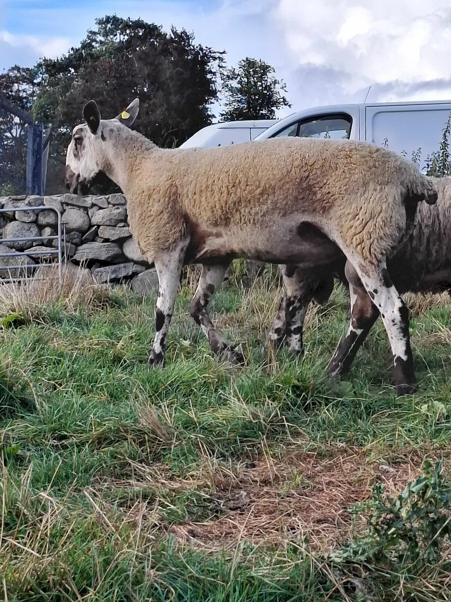 SHEEP - Image 4