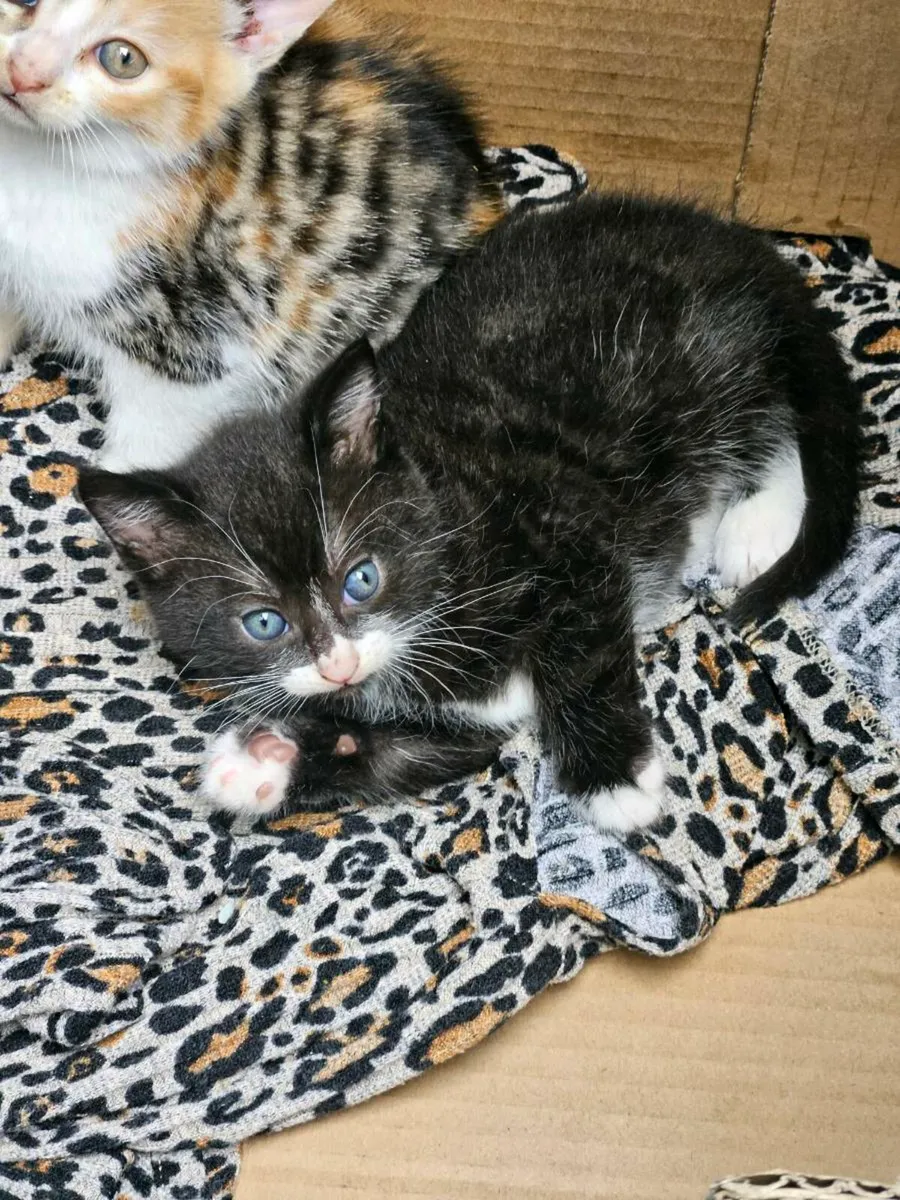 Fluffy 4 x kittens - Image 3