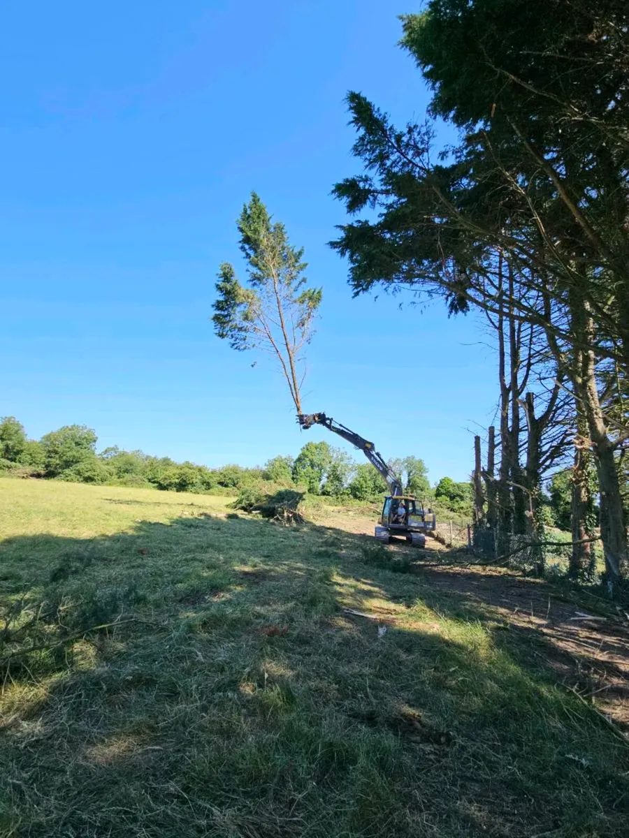 Tree surgery - Image 1