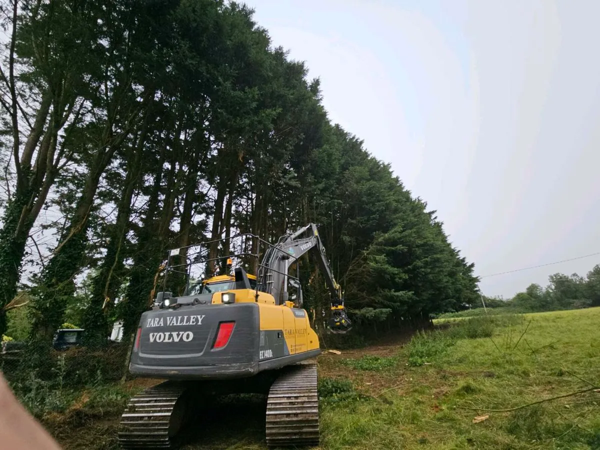 Tree surgery - Image 3