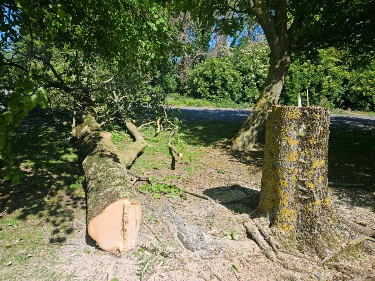 Tree surgery - Image 4