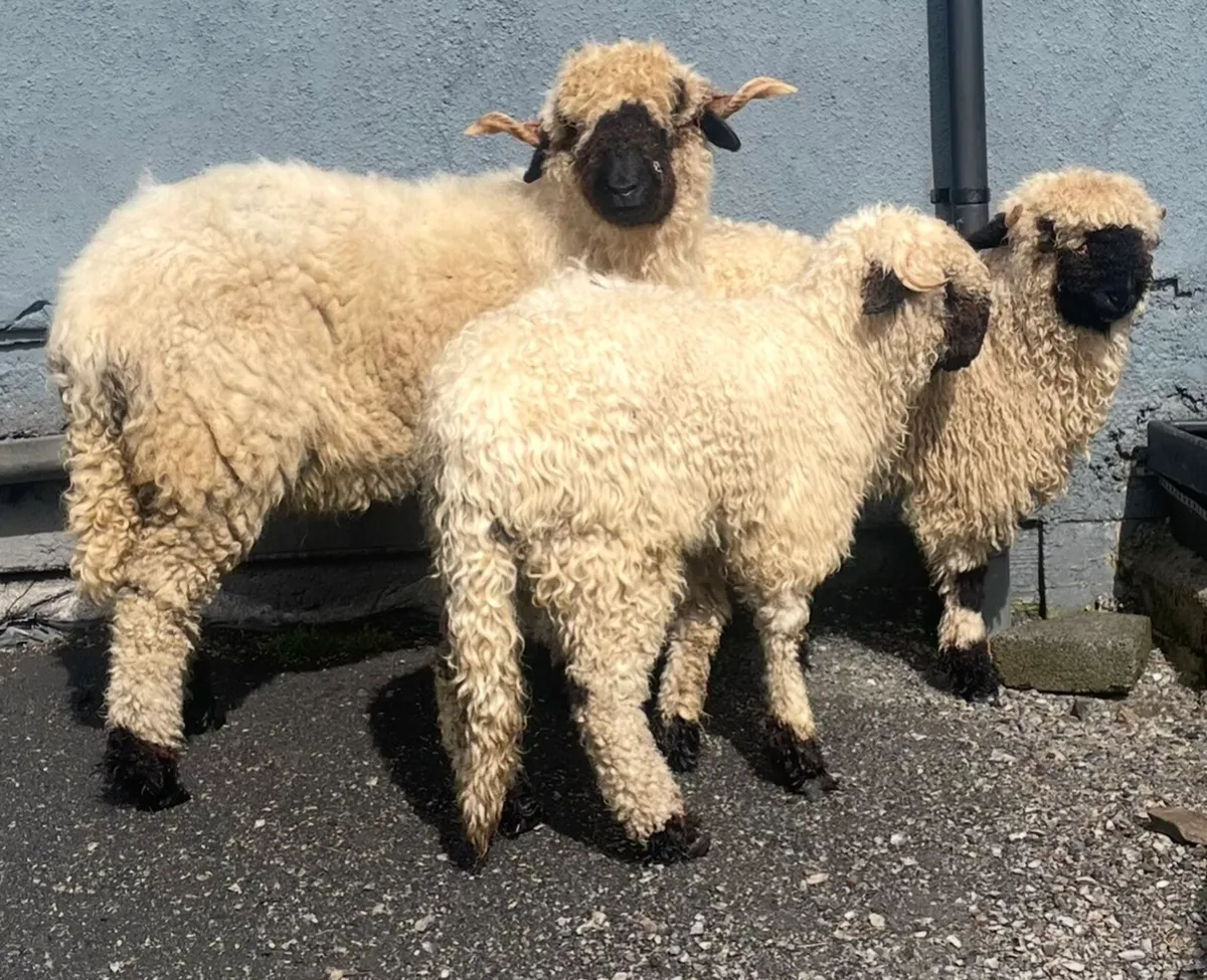 Valais blacknose ewe and her 2 ‘she’ lambs - Image 1
