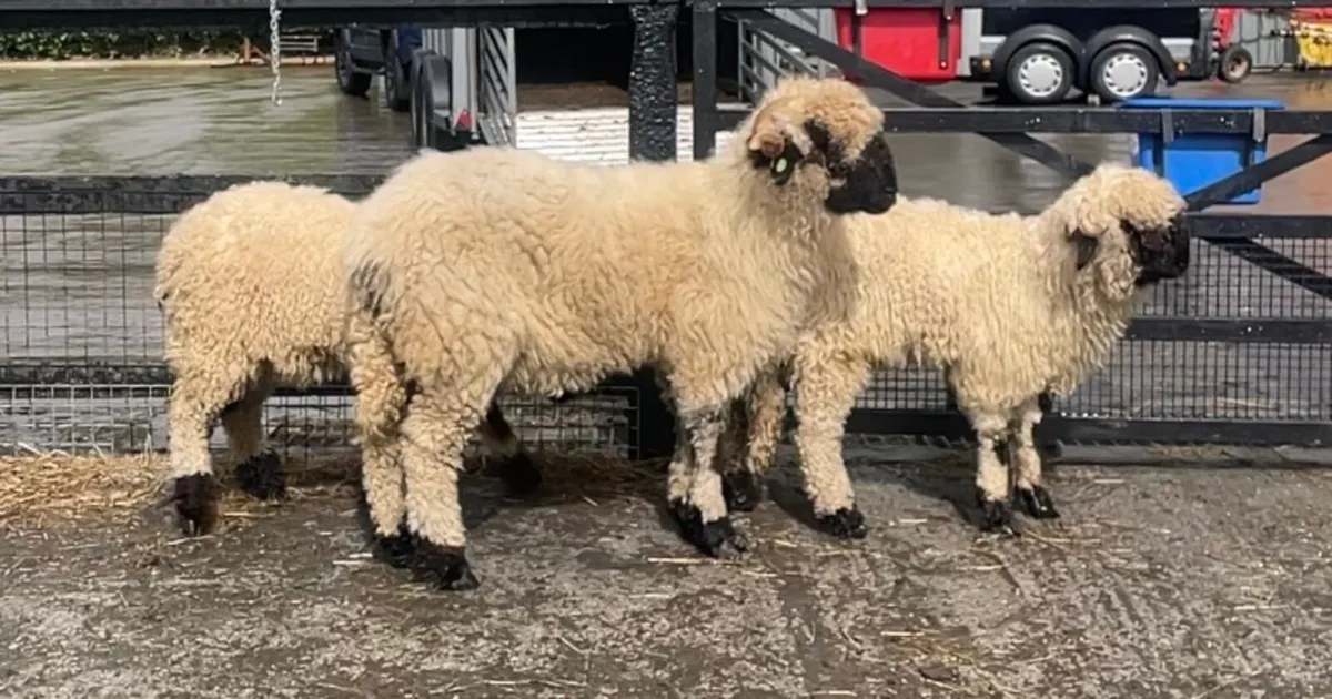 Valais blacknose ewe and her 2 ‘she’ lambs - Image 2