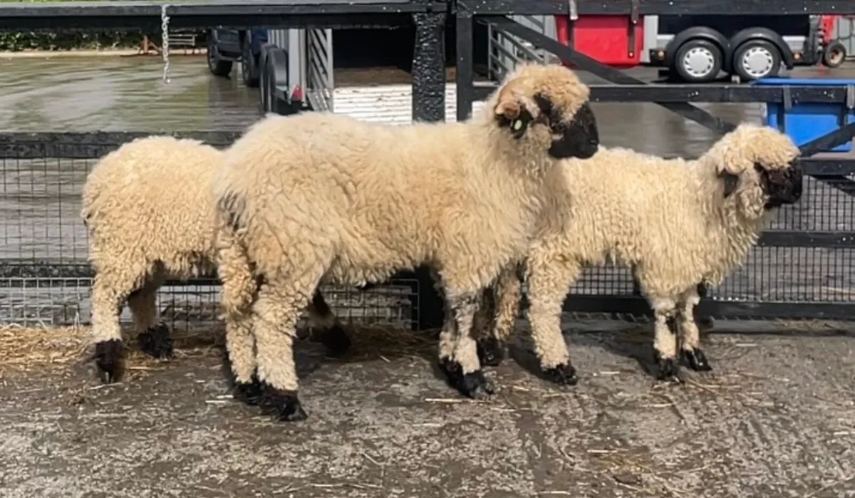 Valais blacknose ewe and her 2 ‘she’ lambs - Image 3