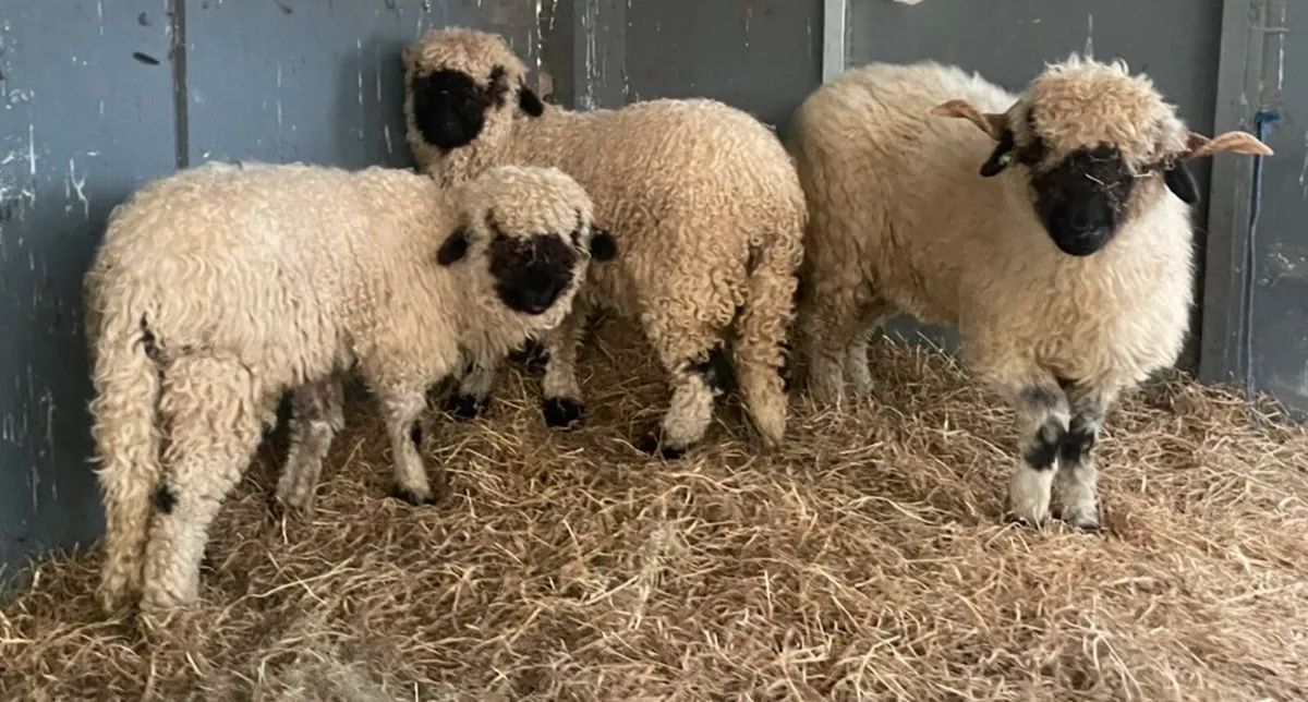 Valais blacknose ewe and her 2 ‘she’ lambs - Image 4