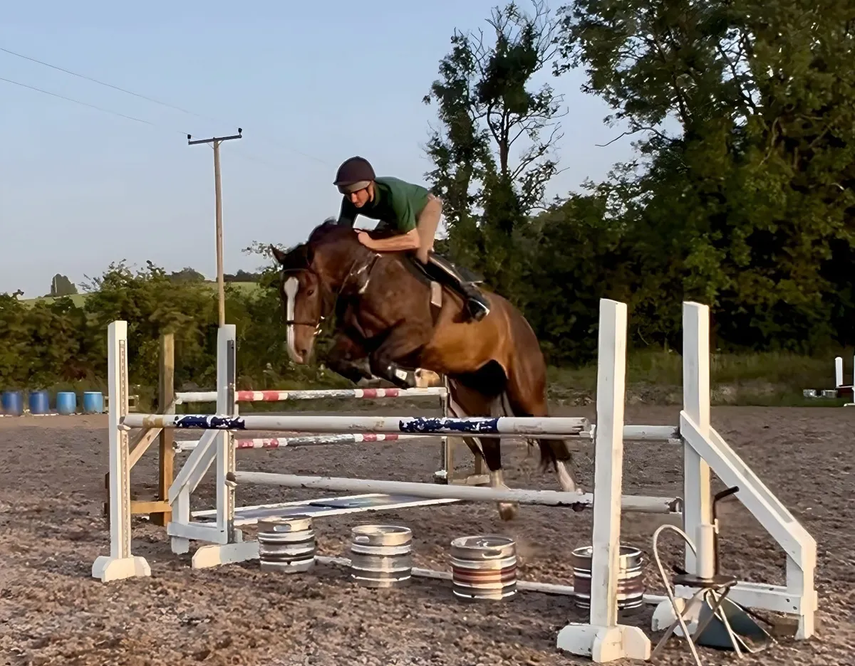 8yo 16.2hh Dark Bay Irish Sport Horse Gelding - Image 1
