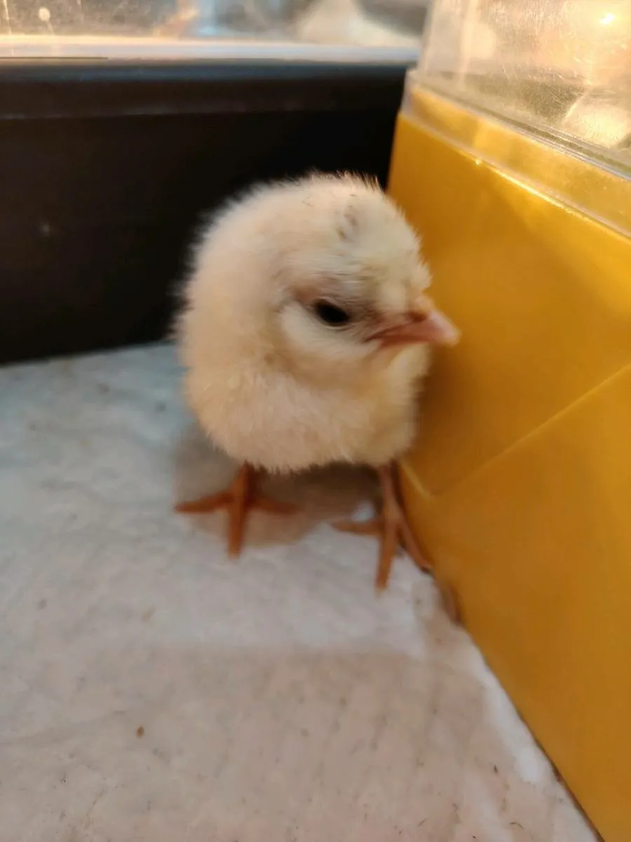 Orpington, call ducks, polish chicks - Image 4