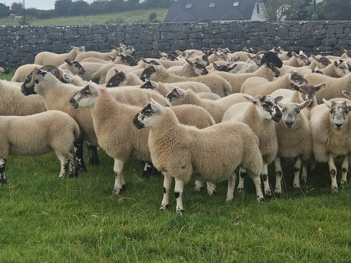 Sheep - Image 3