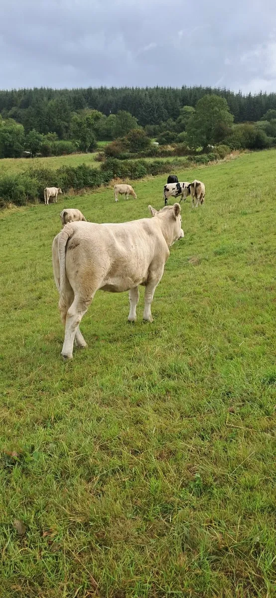 Cow with calf and breeding heifers - Image 4