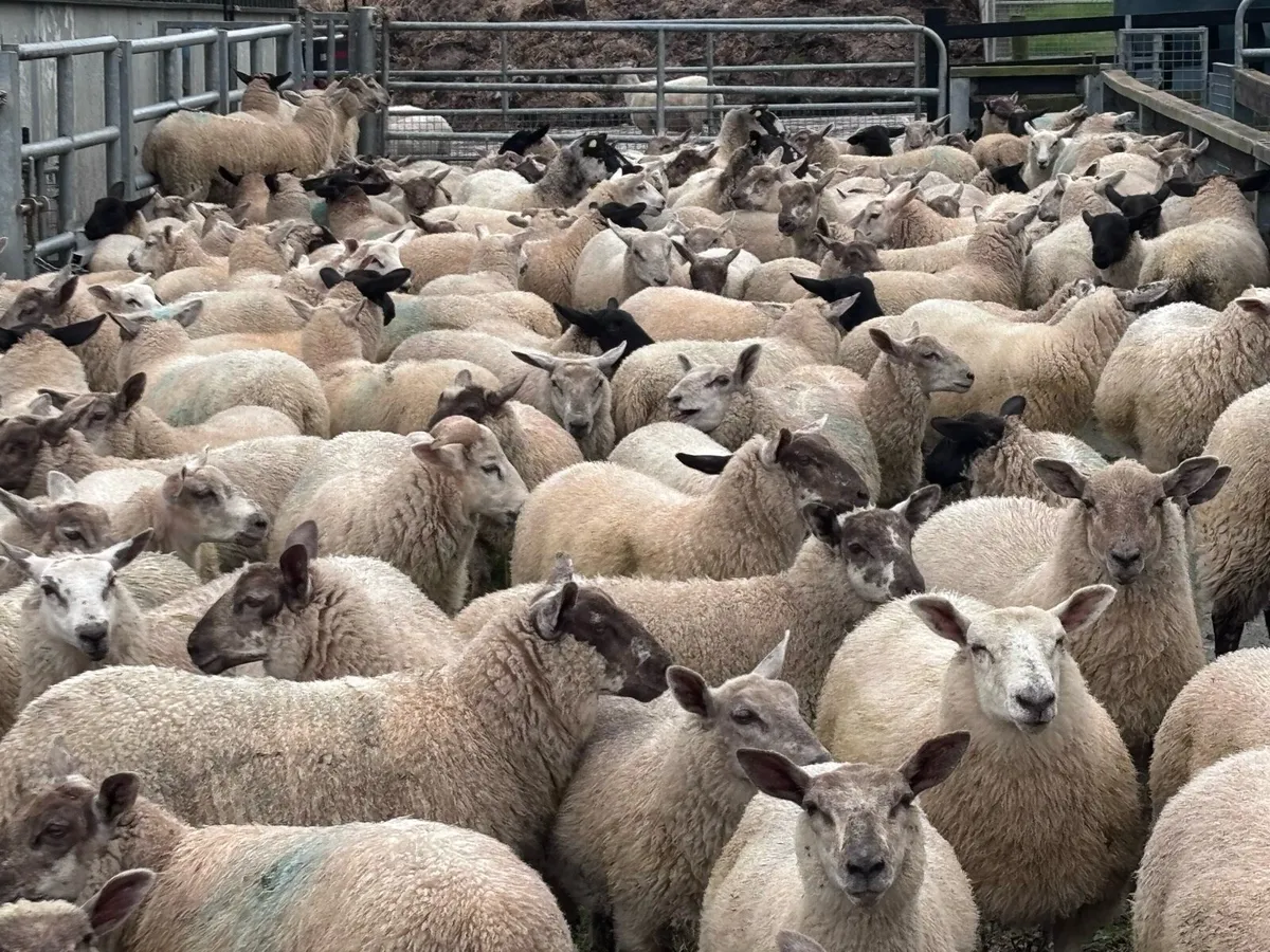 Organic Store Lambs - Image 1