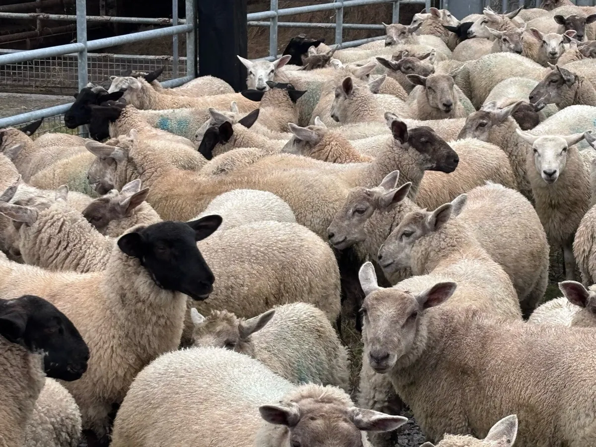 Organic Store Lambs - Image 2