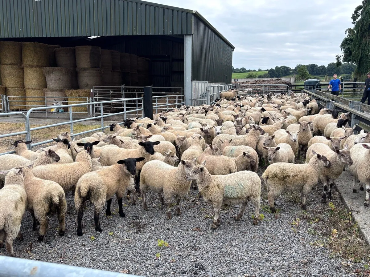 Organic Store Lambs - Image 3