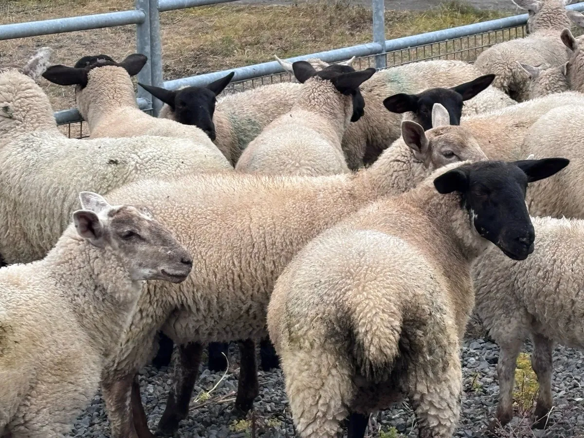 Organic Store Lambs - Image 4