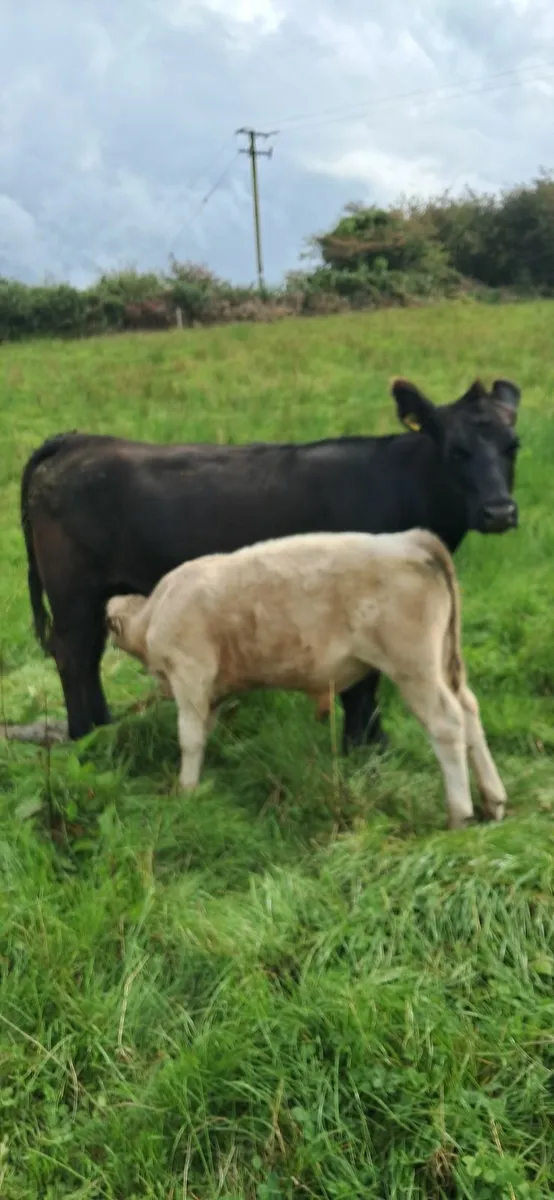 Cow with calf and breeding heifers - Image 1