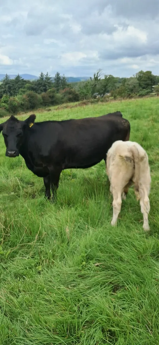 Cow with calf and breeding heifers - Image 2