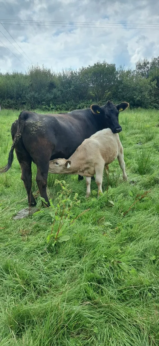 Cow with calf and breeding heifers - Image 3