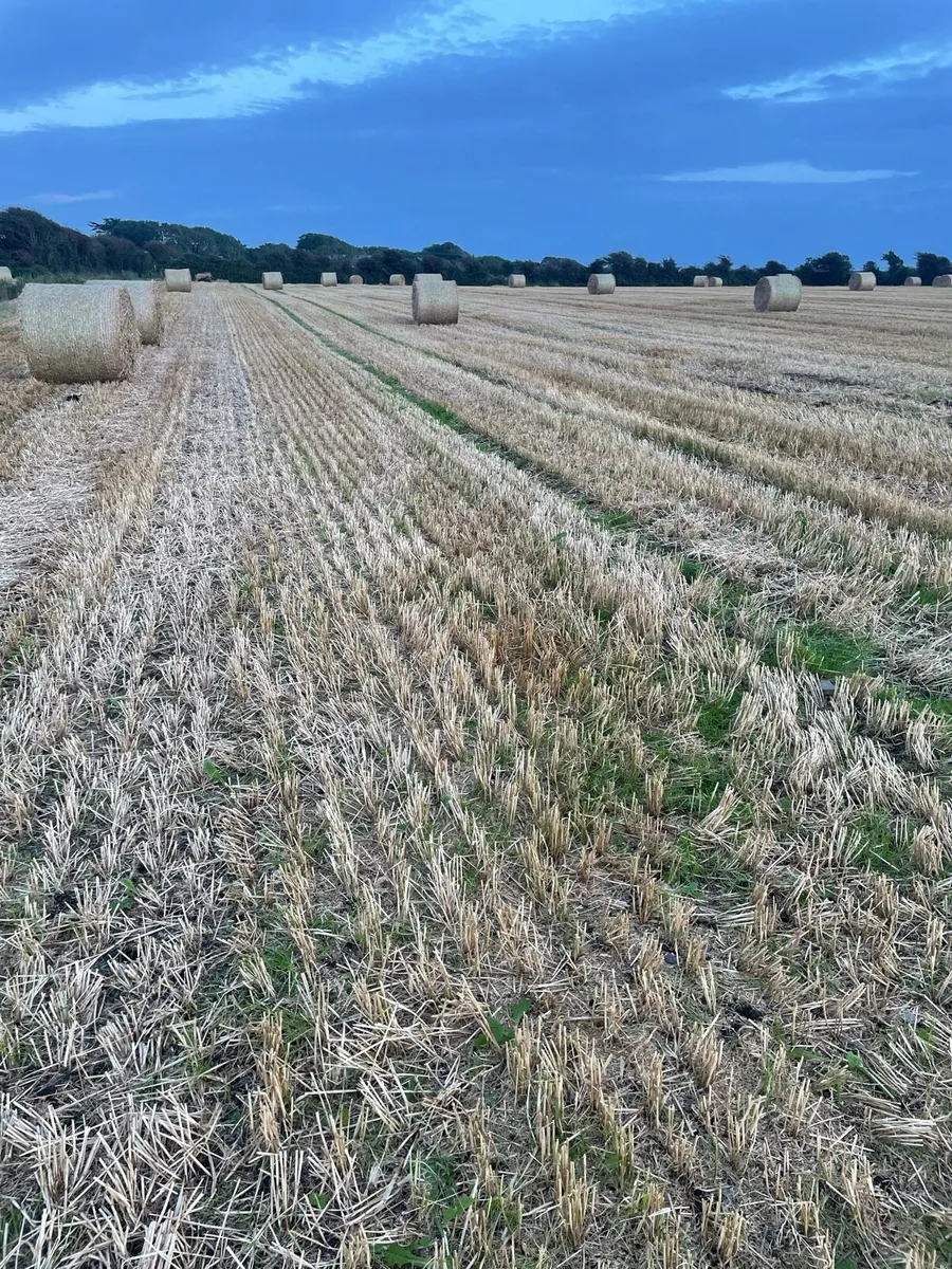 ## Barley Straw## - Image 1