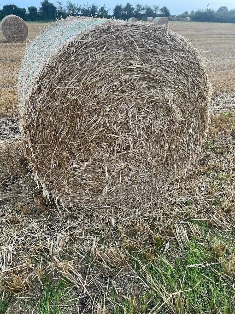 ## Barley Straw## - Image 2