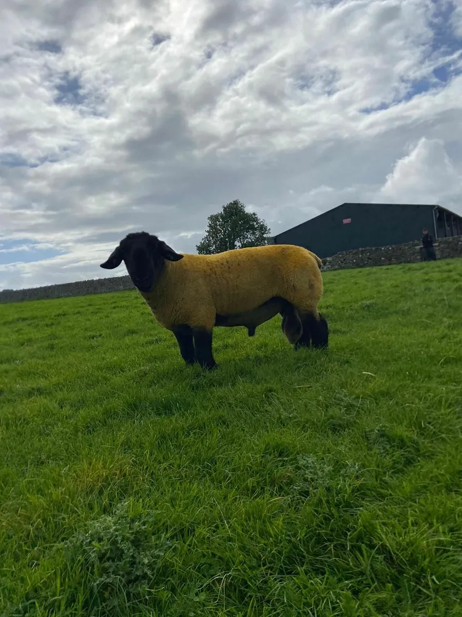 2 SHEAR PEDIGREE SUFFOLK RAM - Image 1