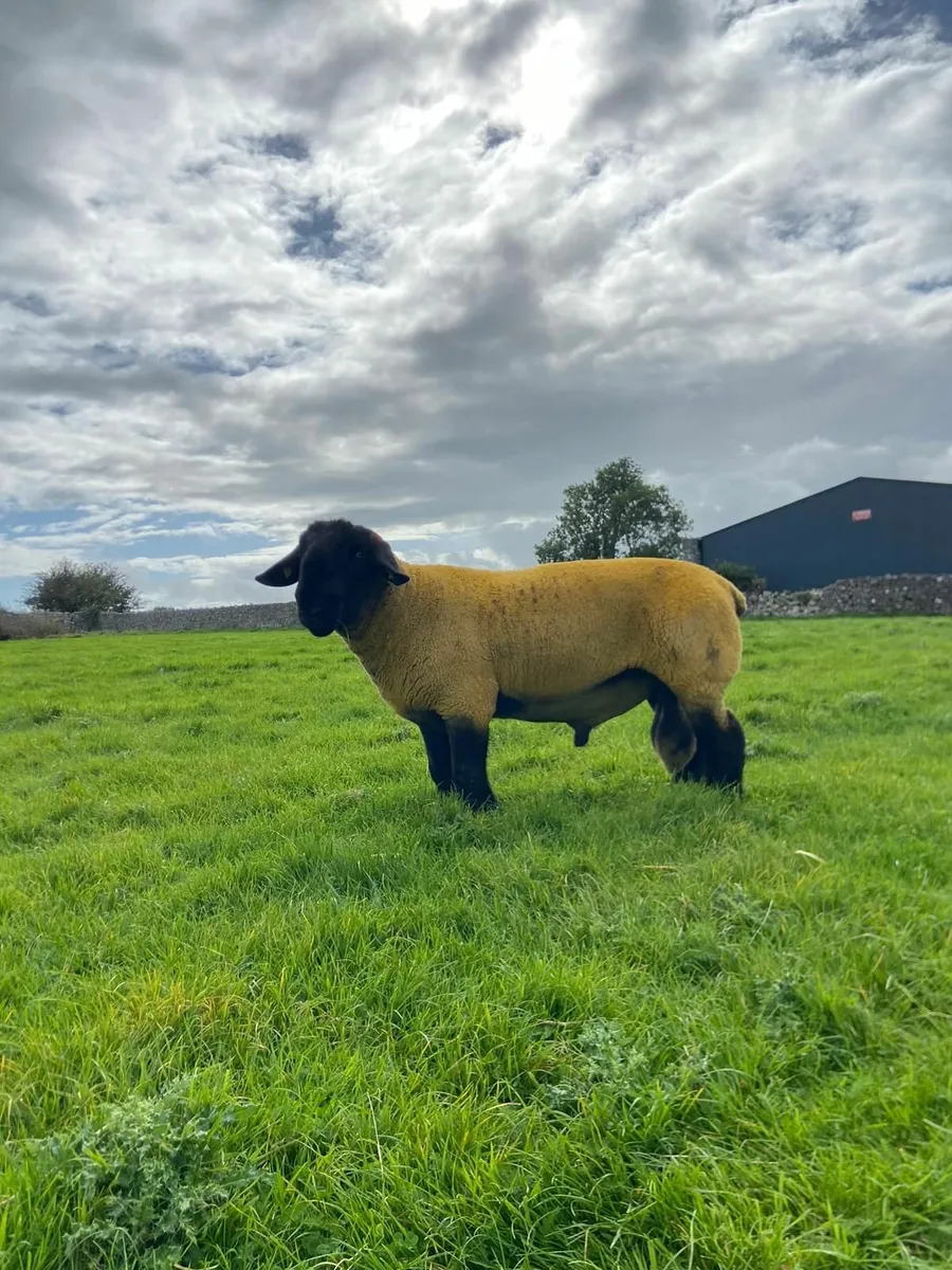 2 SHEAR PEDIGREE SUFFOLK RAM - Image 2