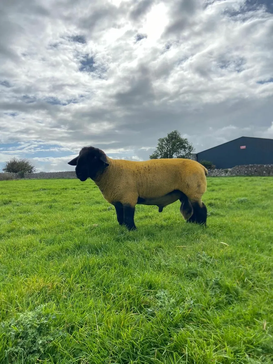2 SHEAR PEDIGREE SUFFOLK RAM - Image 3
