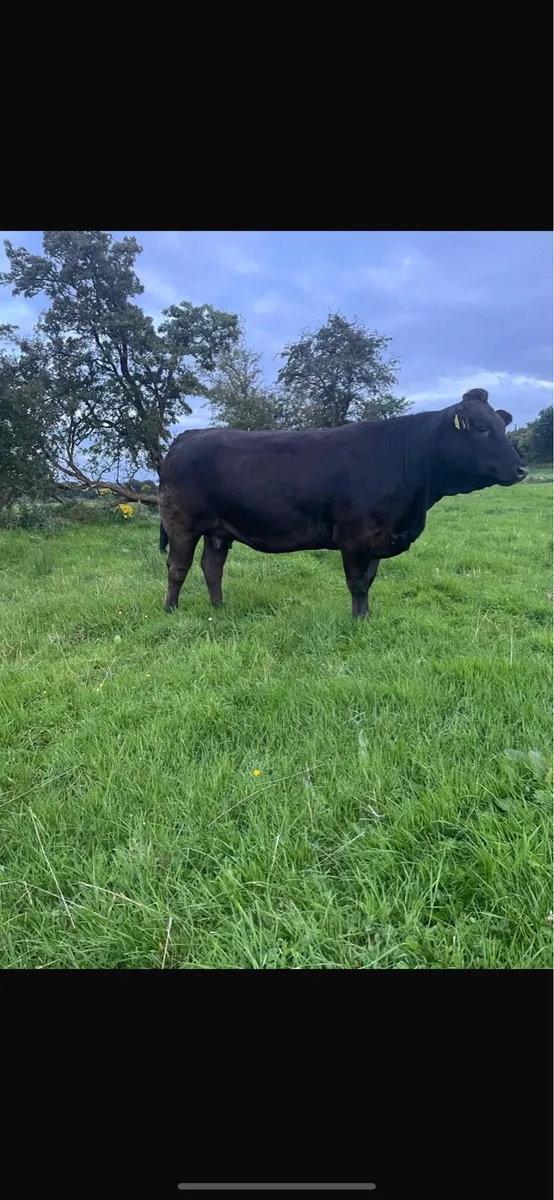 3 in-calf heifers Balla mart 30th August - Image 1