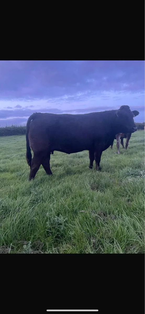 3 in-calf heifers Balla mart 30th August - Image 2