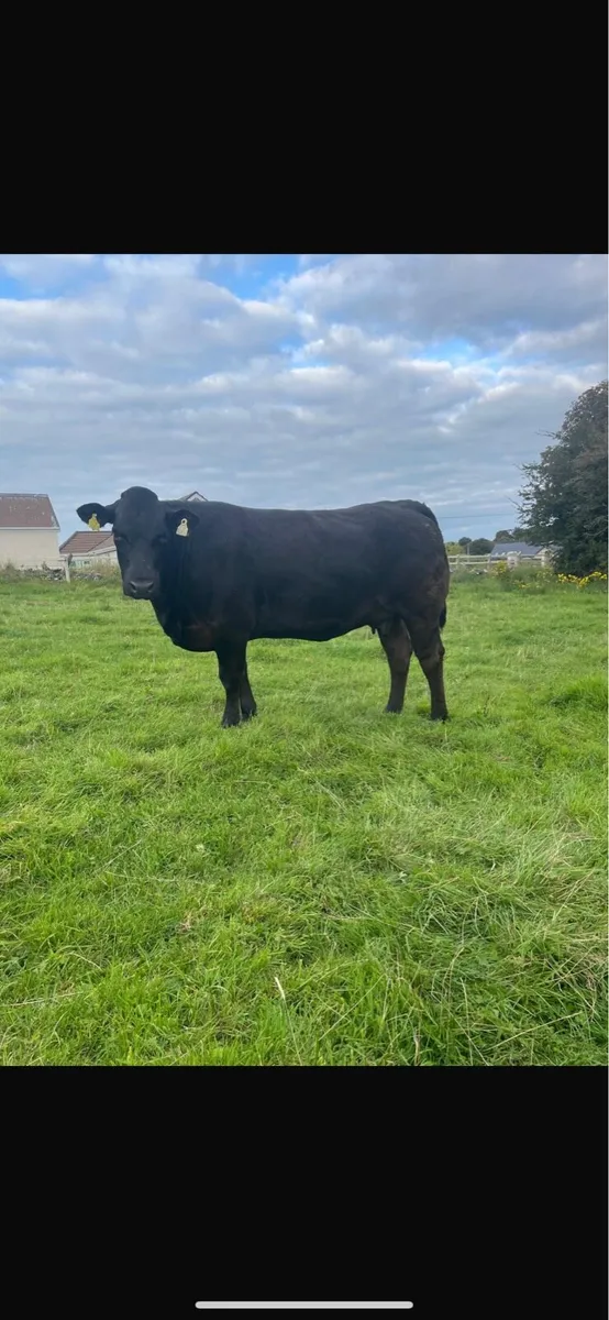 3 in-calf heifers Balla mart 30th August - Image 3