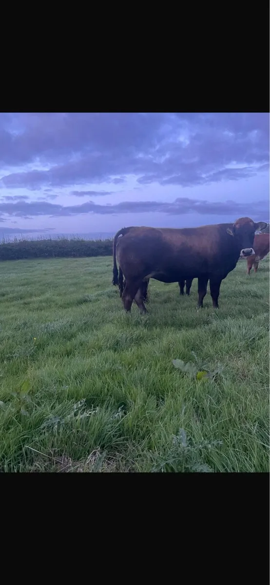 3 in-calf heifers Balla mart 30th August - Image 4