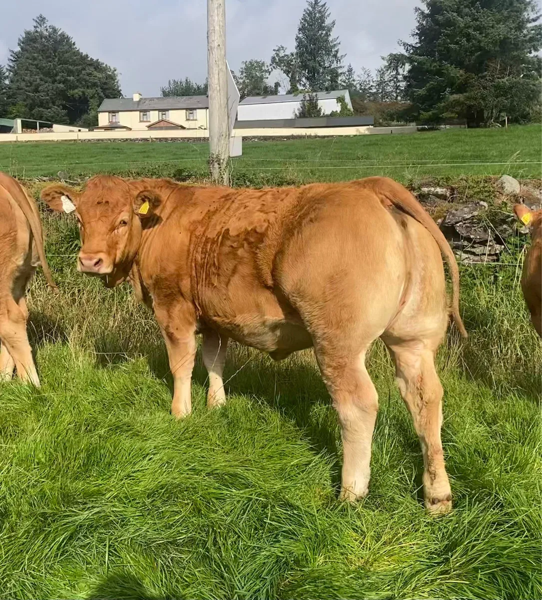 Pedigree Limousin Heifers - Image 1