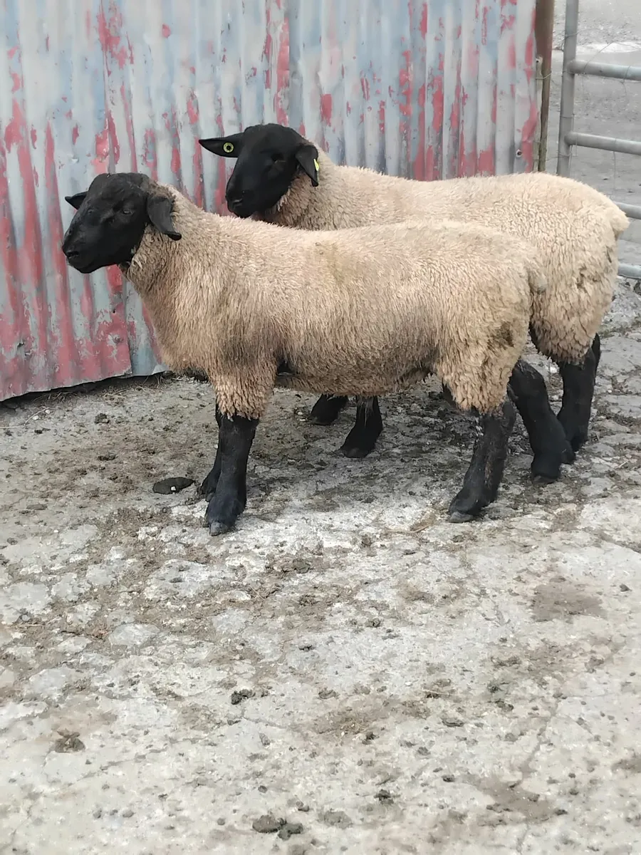 2 super suftex ram lambs ballinrobe mart - Image 1