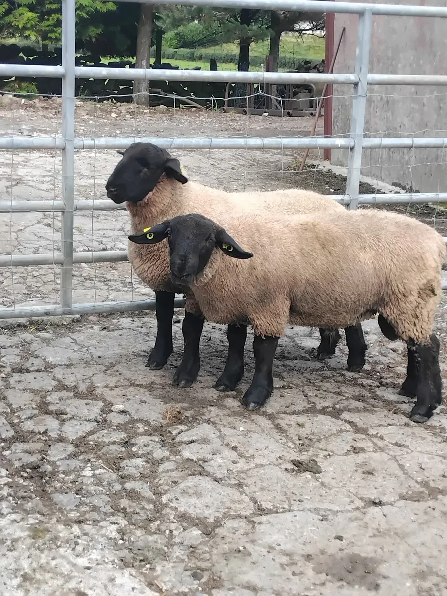 2 super suftex ram lambs ballinrobe mart - Image 2
