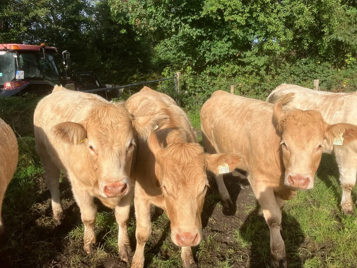 Organic heifers