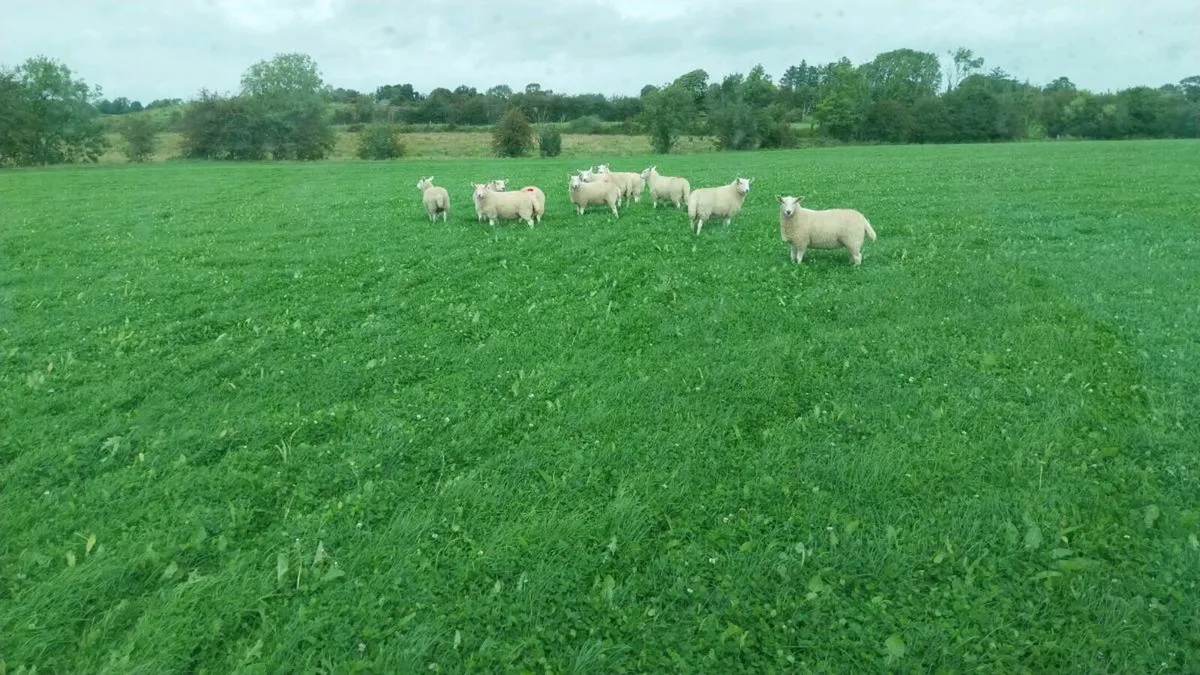Cheviot hogetts