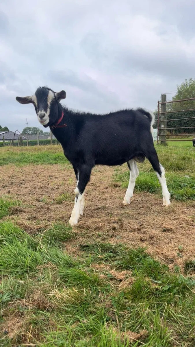 Show class bucks for stud - Image 2
