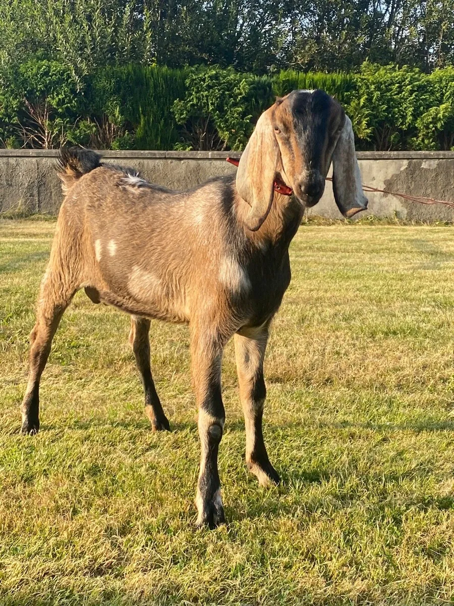 Show class bucks for stud - Image 1